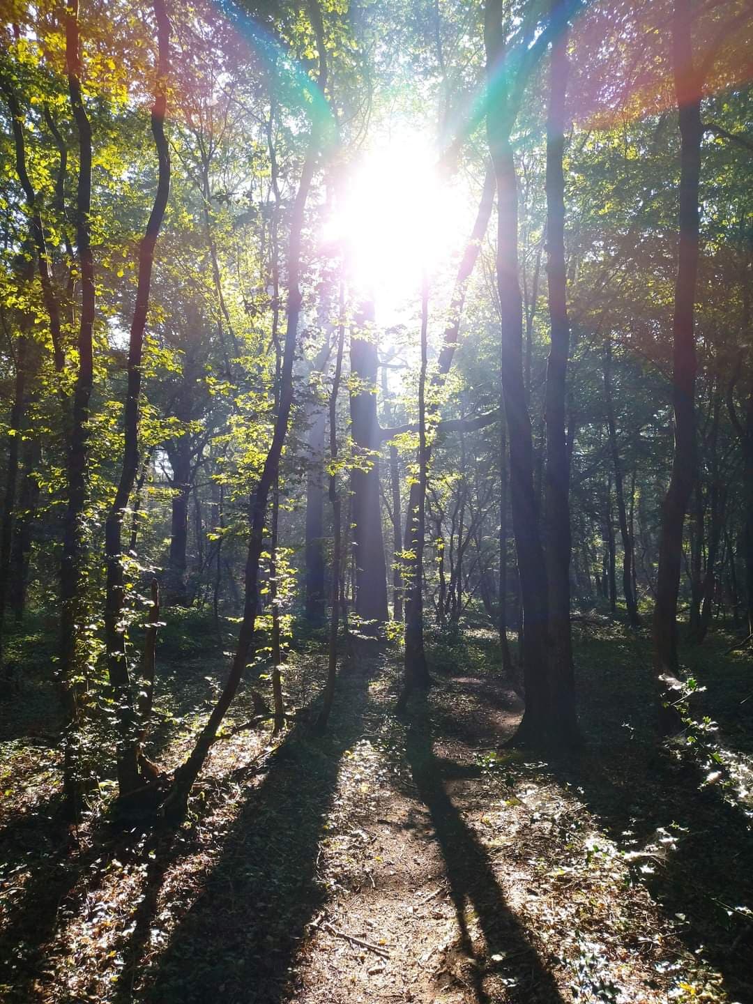 Forêt apaisante